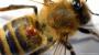 ″Bienensauna″ ist Gift für Schädlinge | Wissen & Umwelt | DW.DE | 30.12.2014